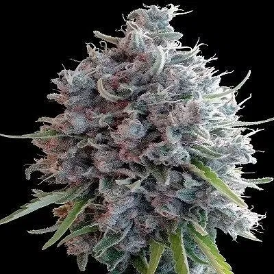 Killer Haze A5