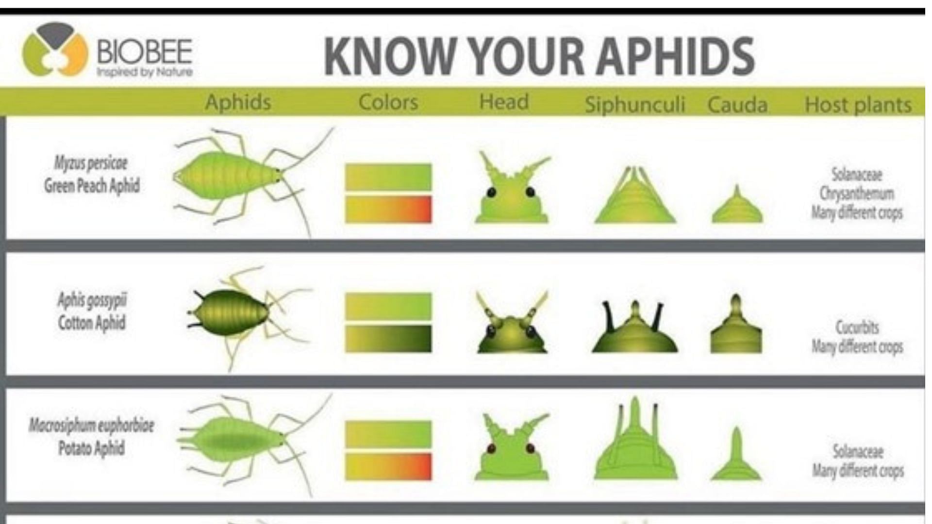 identify the key types of aphids which attack cannabis plants