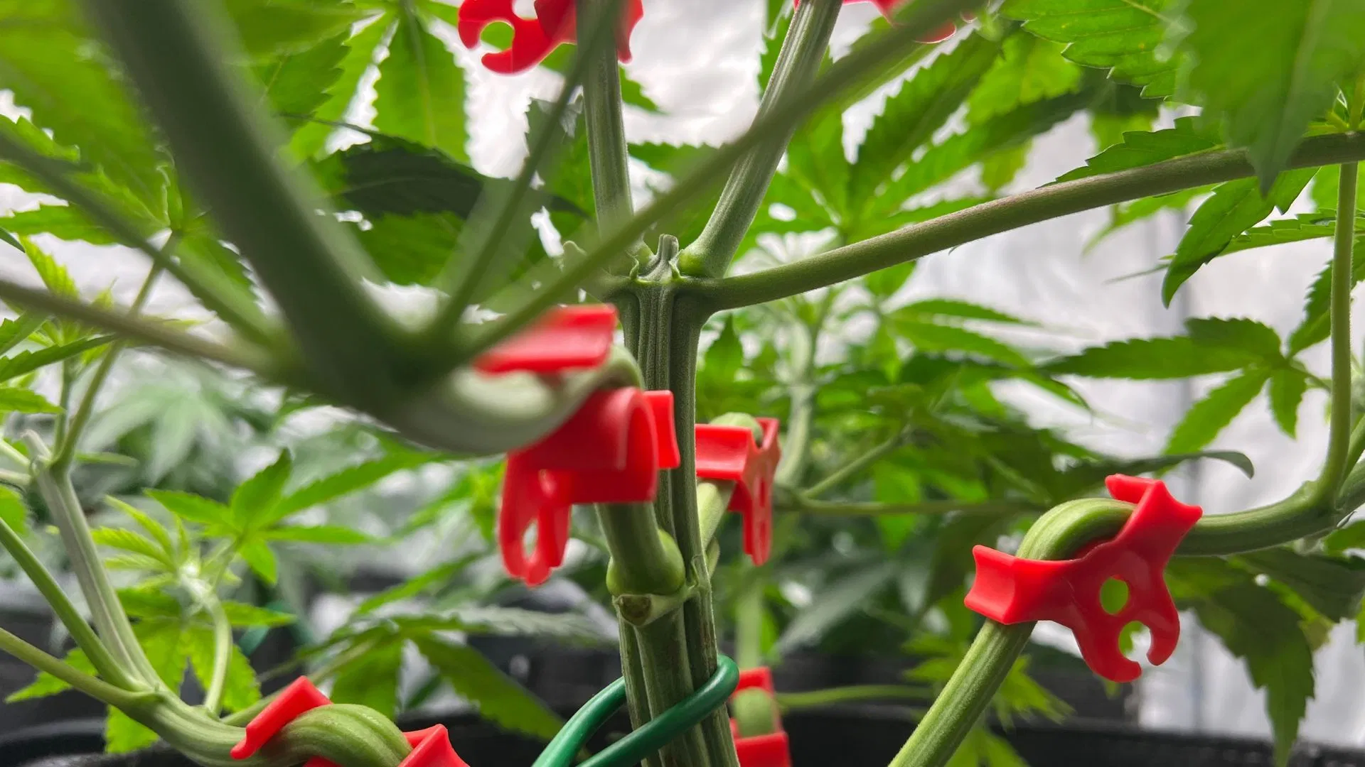 A little low-stress tsraining can help keep your plants safe