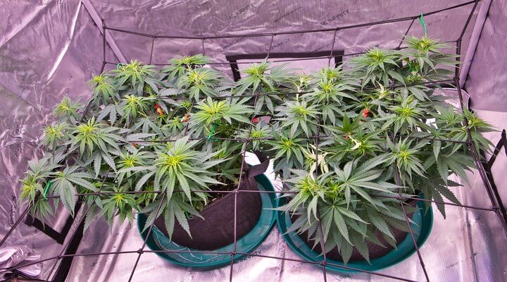 low stress training cannabis