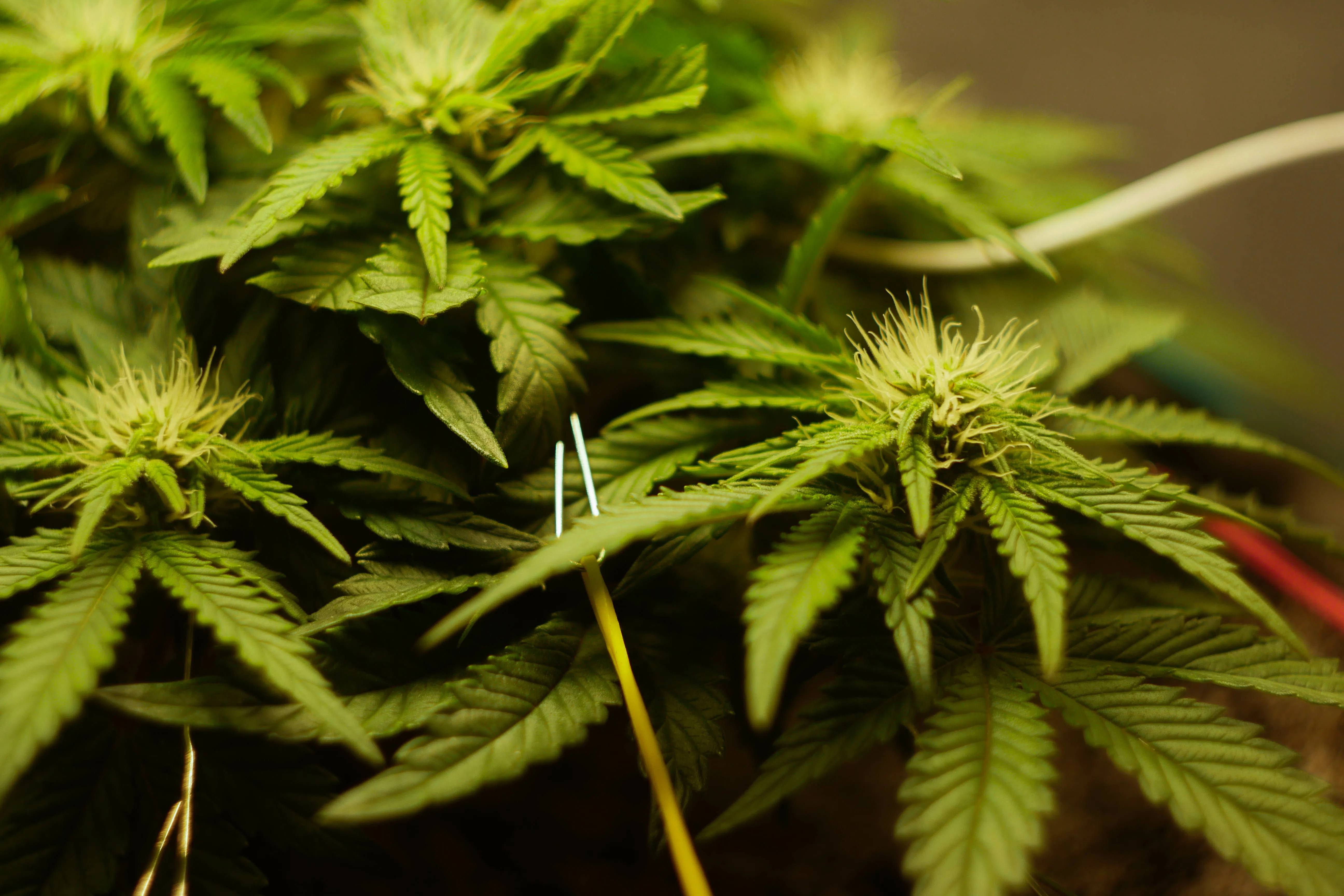 low stress training cannabis
