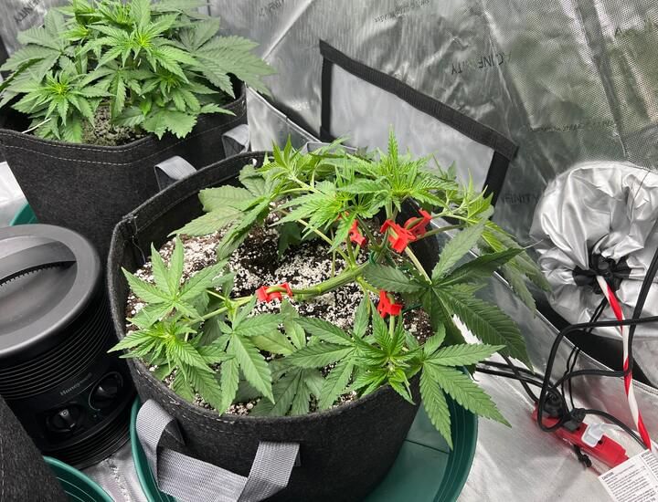LST on cannabis plant