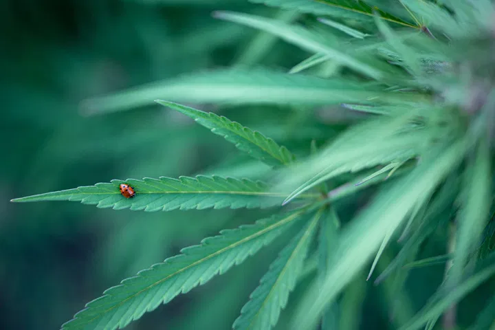 pest-resistant-cannabis.jpg