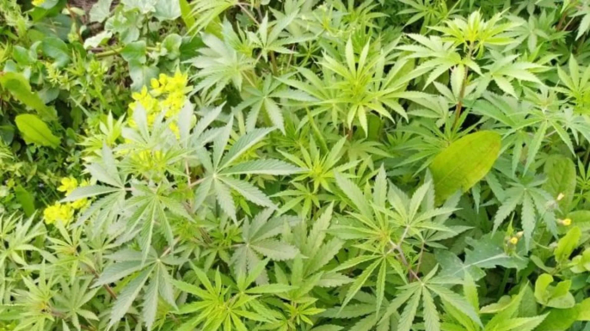 Wild-type var. himalayensis growing in the Azad Kashmir region. Credit: Landrace Warde