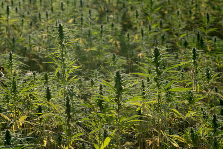 what are landrace cannabis strains?