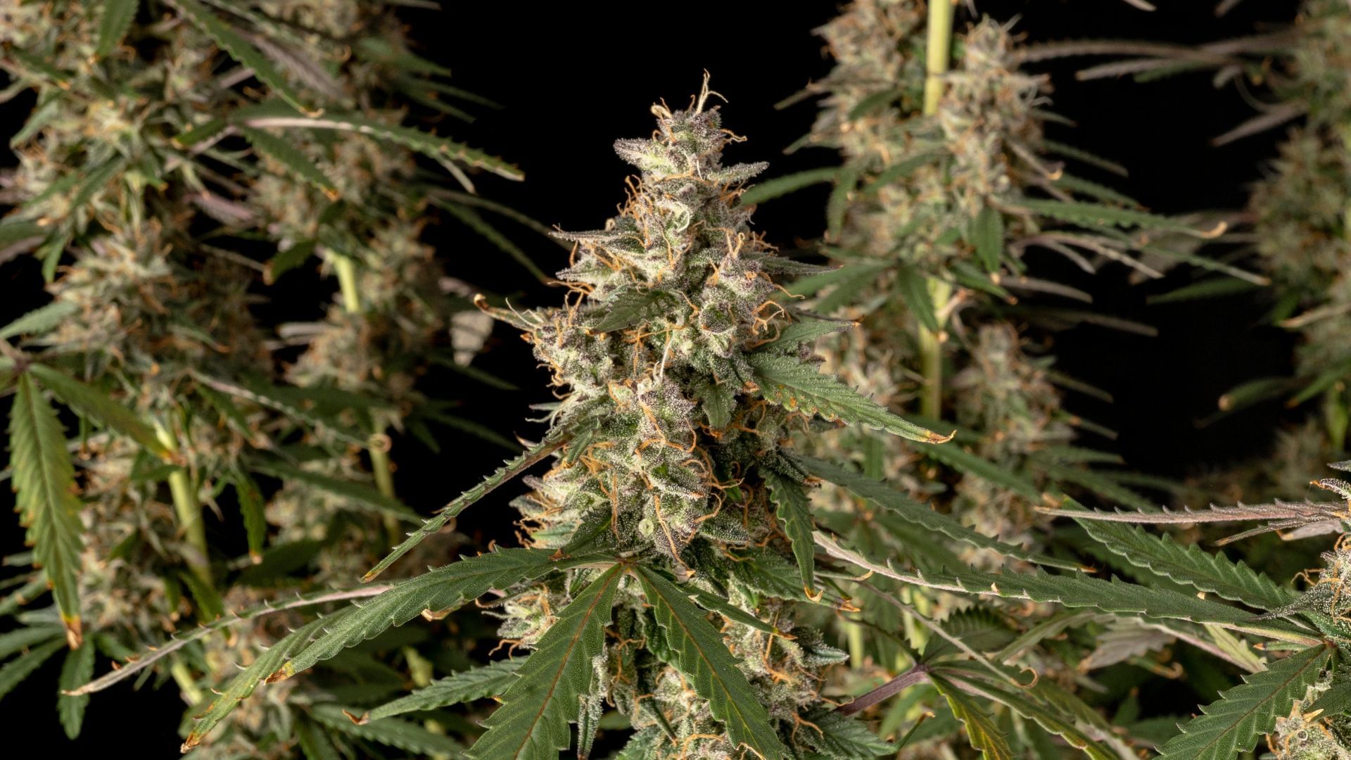 Seedsman Larry Lemon OG Auto