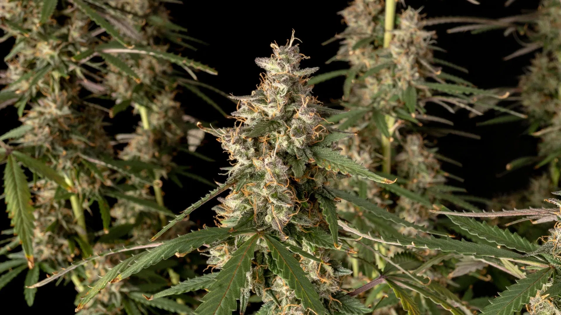 Seedsman Larry Lemon OG Auto