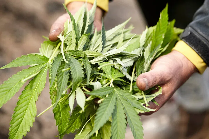 defoliated leaves
