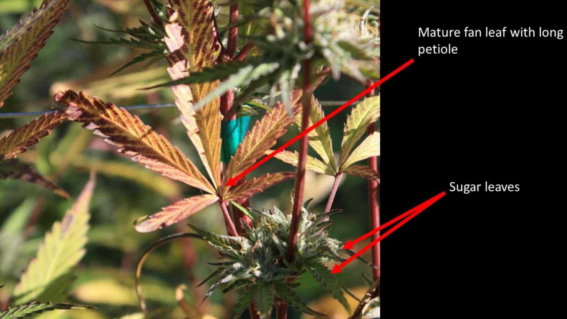 cannabis leaf diagram