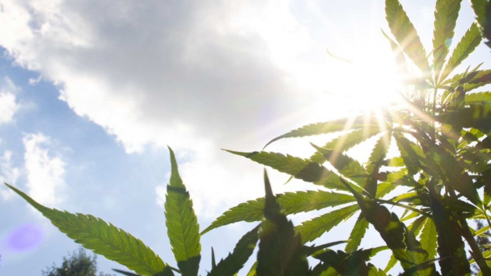 Sunlight on marijuana plant