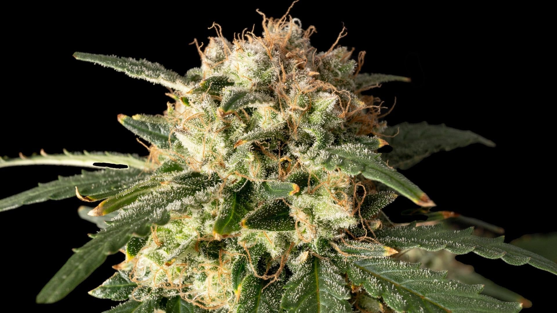 Lemon Auto by Seedsman