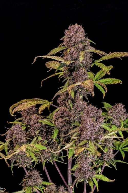 FastBuds Lemon Cherry Cookies Auto