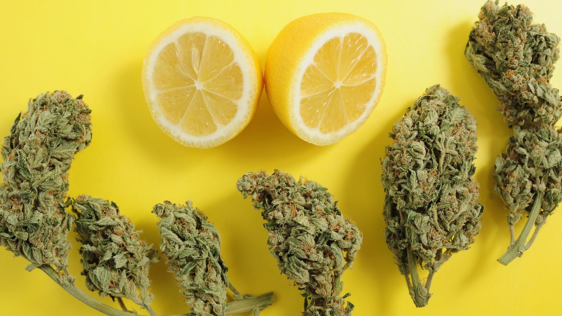 Super Lemon Haze's irresistible flavor and terpene profile are among the secrets to its success