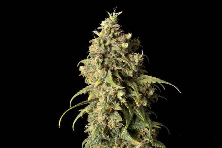 Seedsman Lemonchello Haze