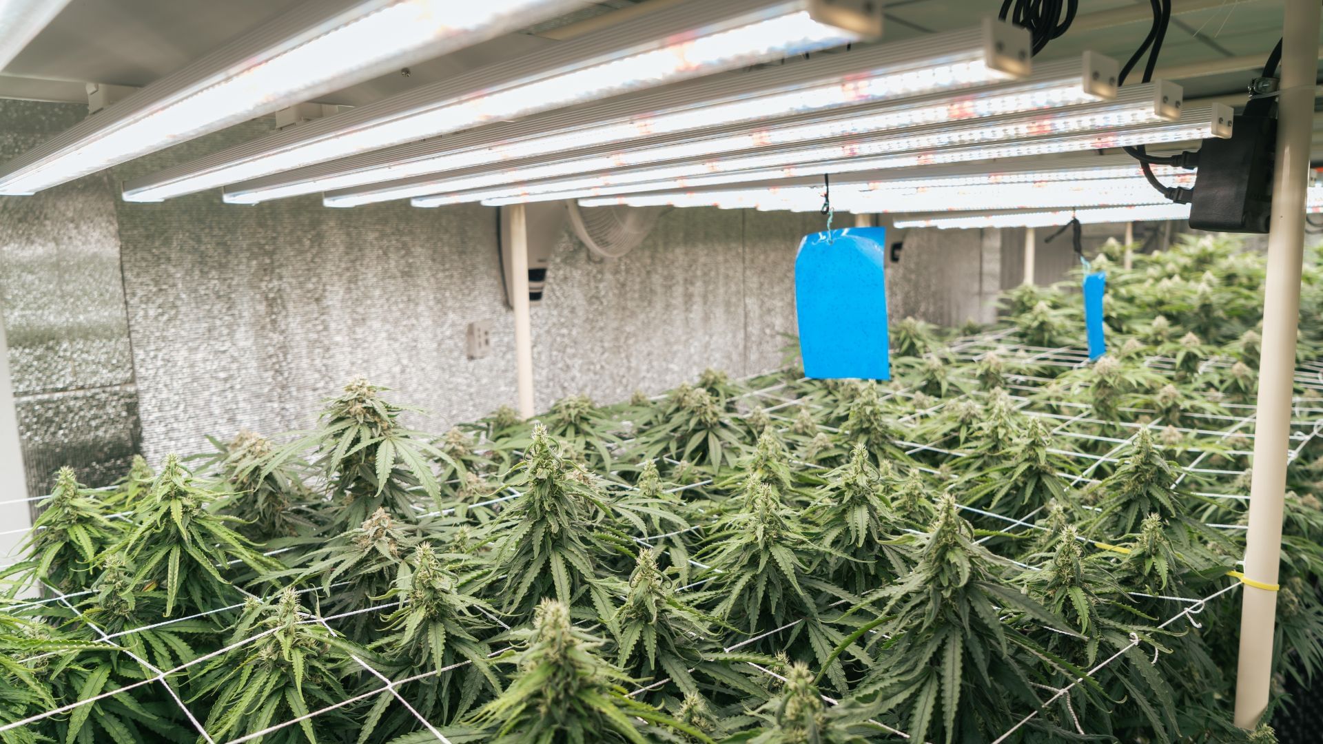 Light intensity is important to growing success