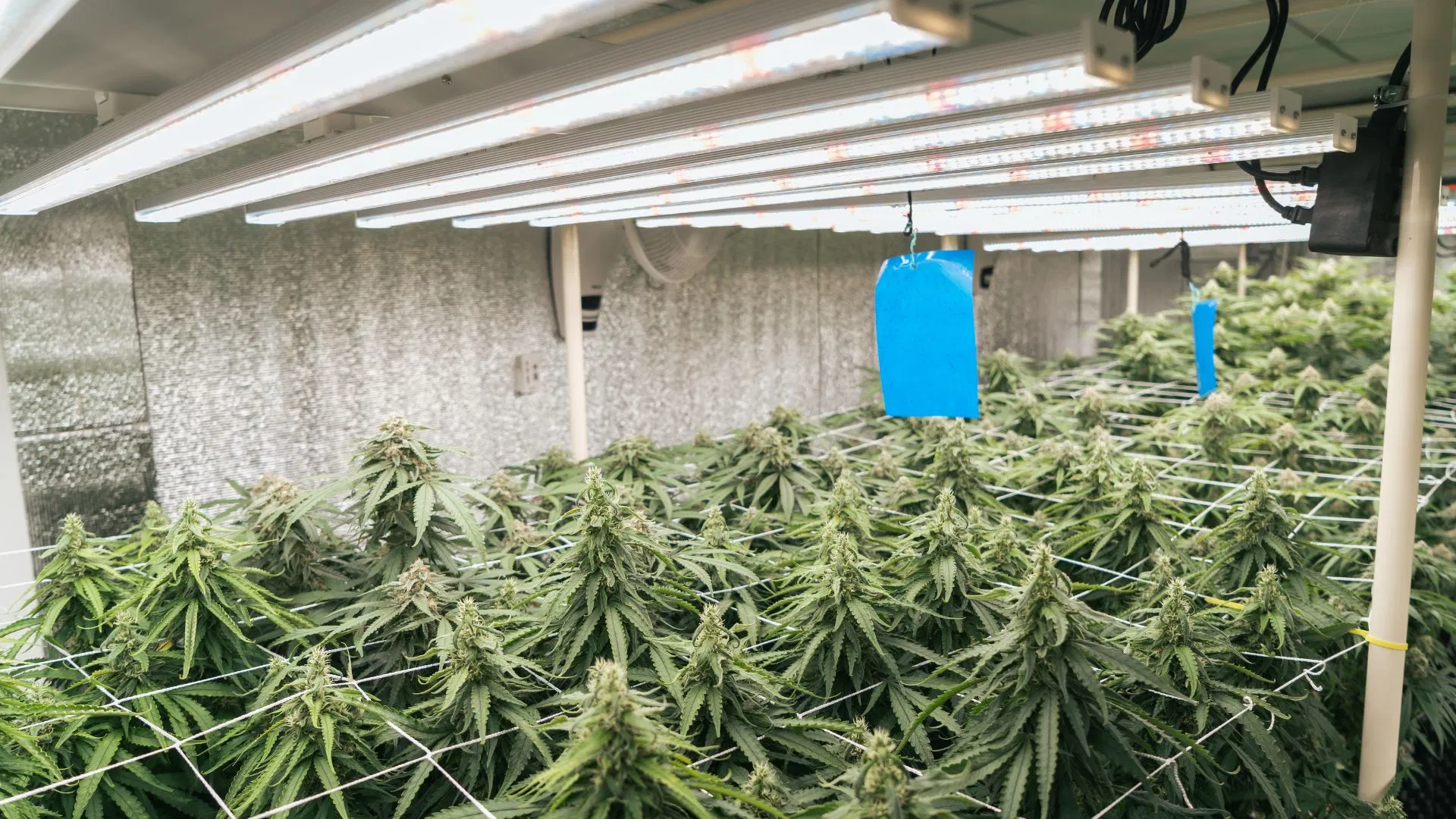 Light intensity is important to growing success