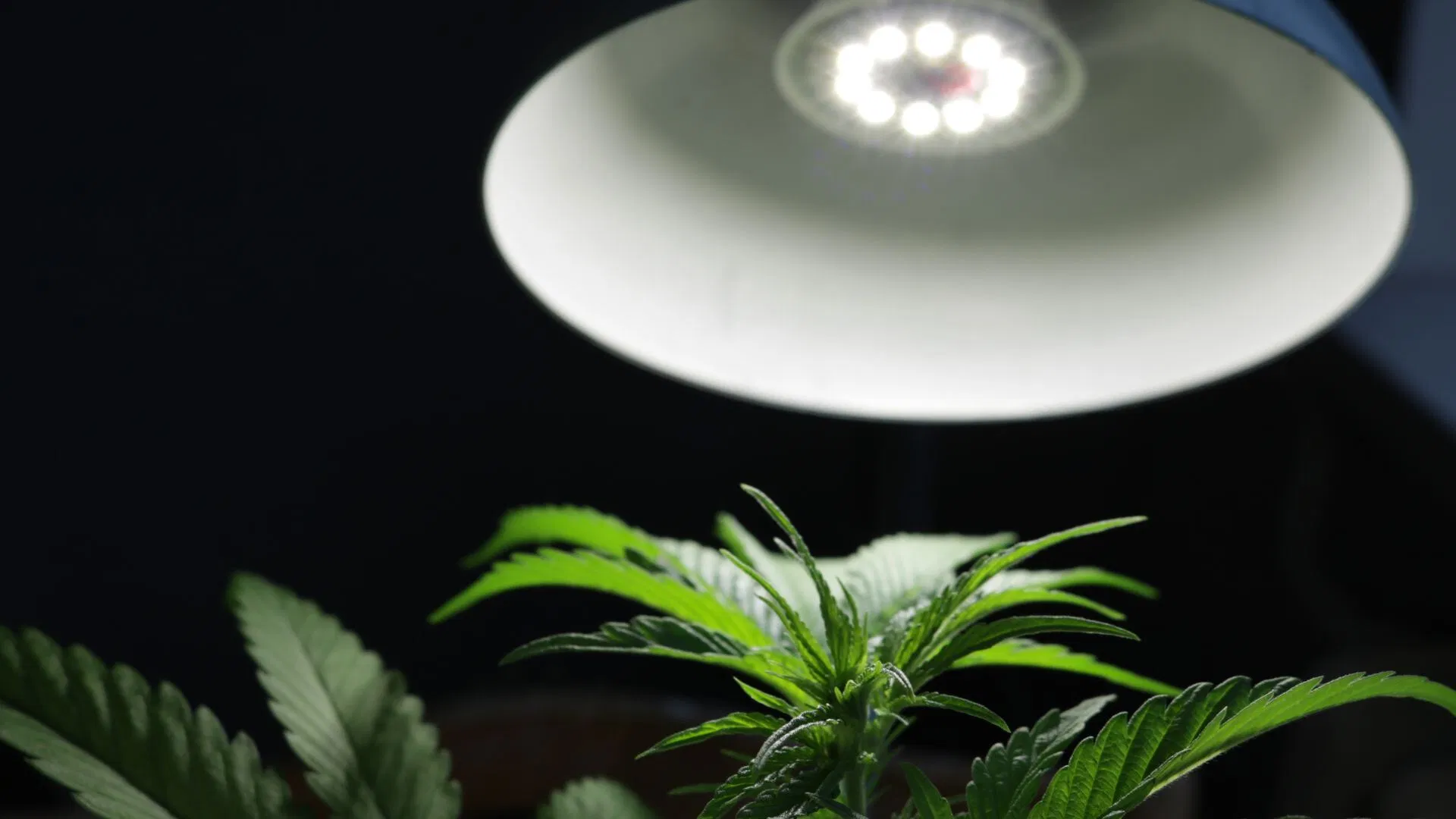 Cannabis grow lights