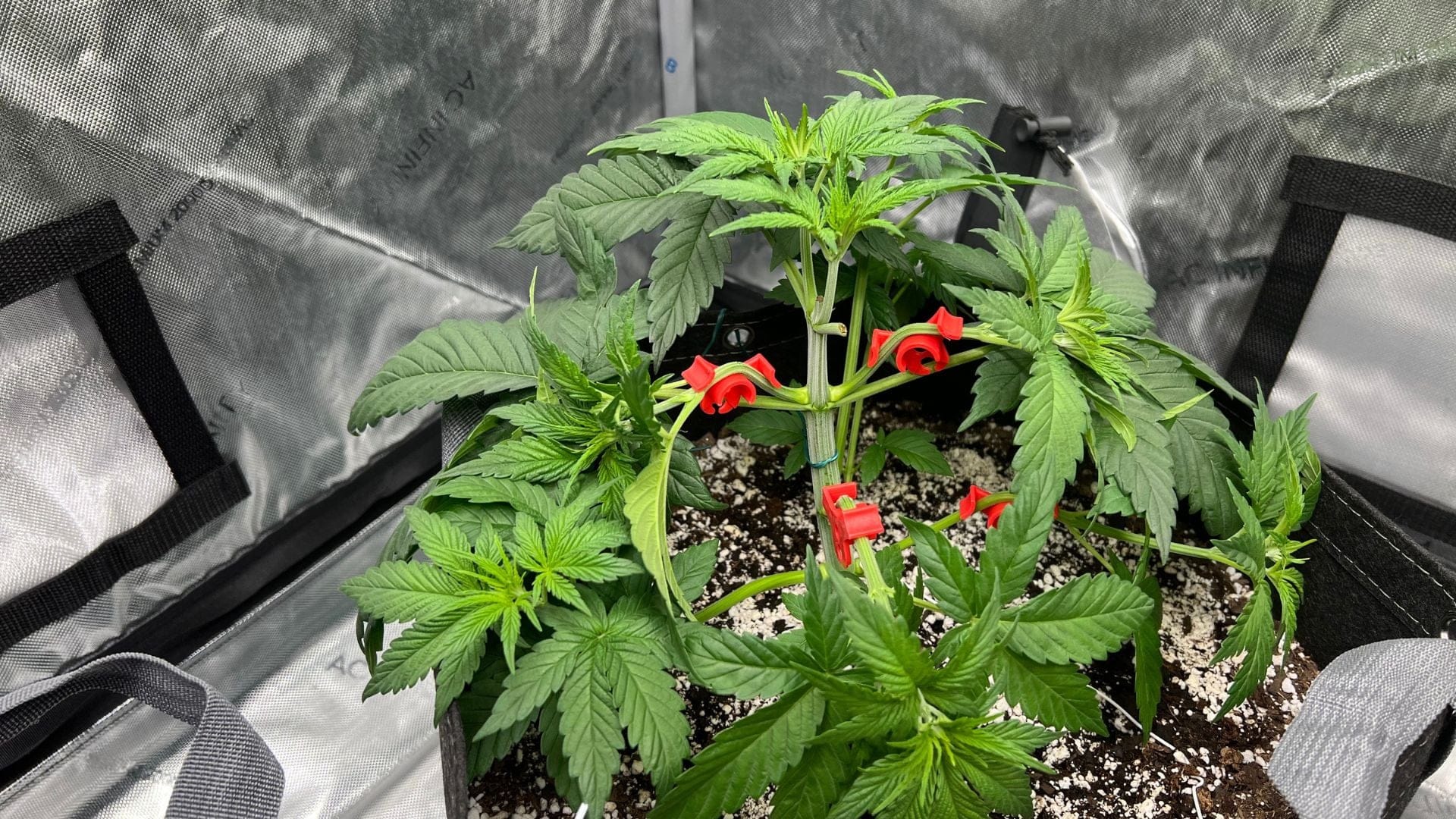 low stress training cannabis