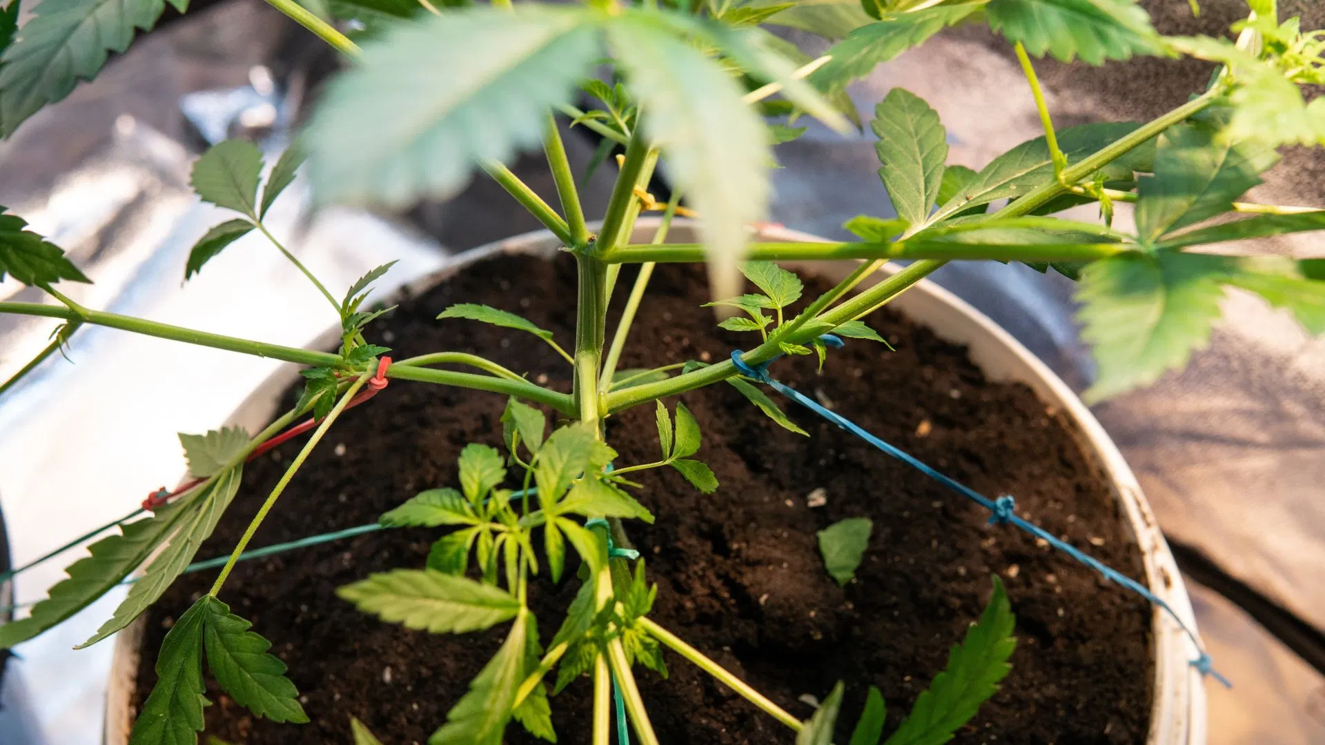 Low Stress Training Cannabis Plants