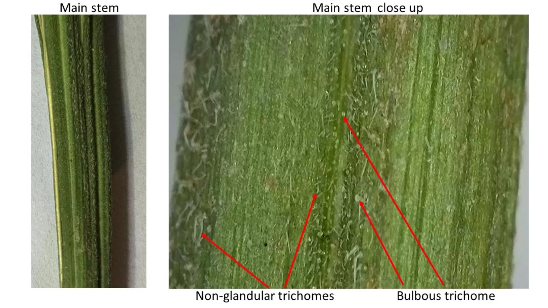 cannabis plant main stem up close