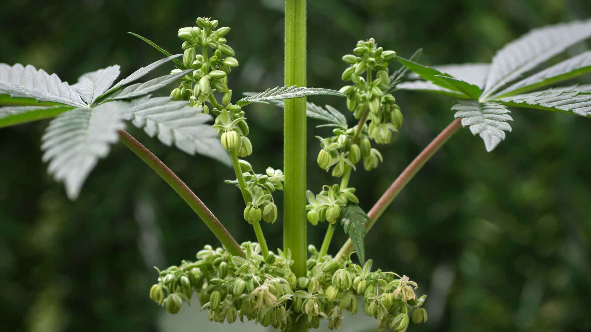 Male cannabis plant showing traits