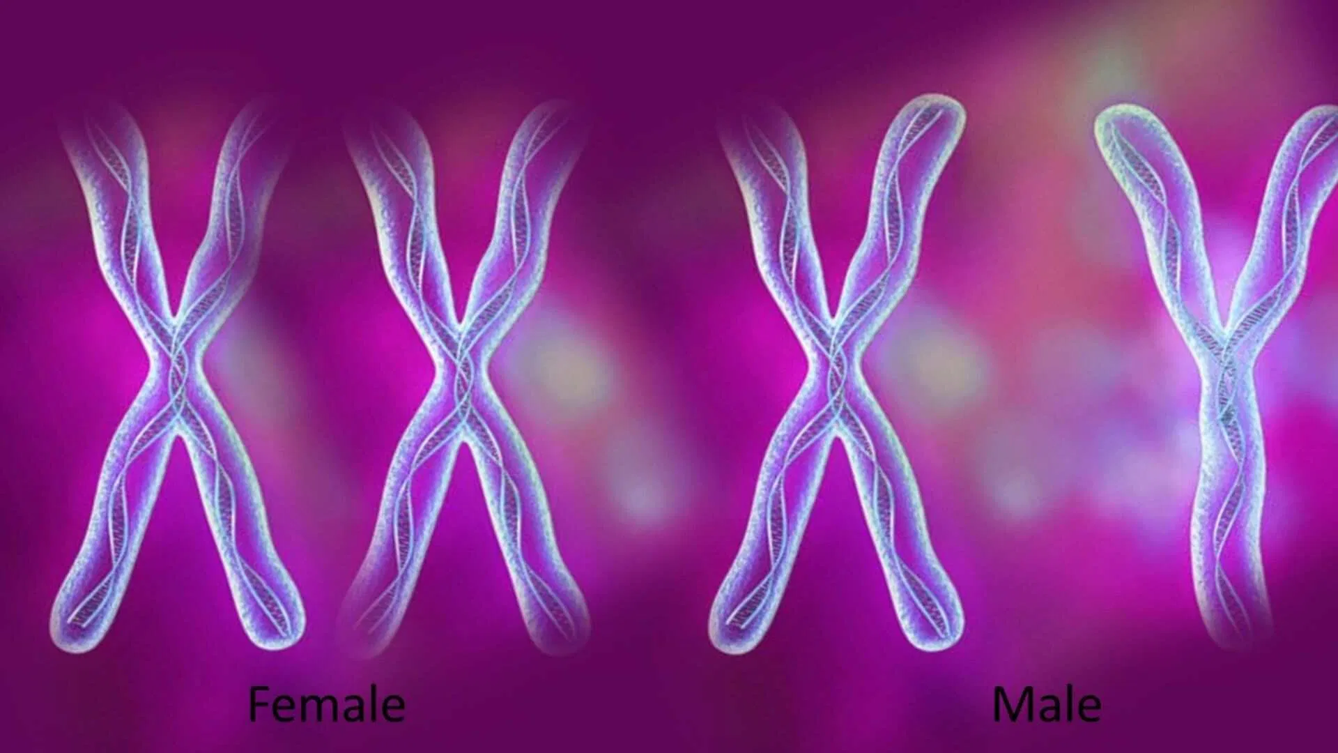 Male vs Female chromosome structure