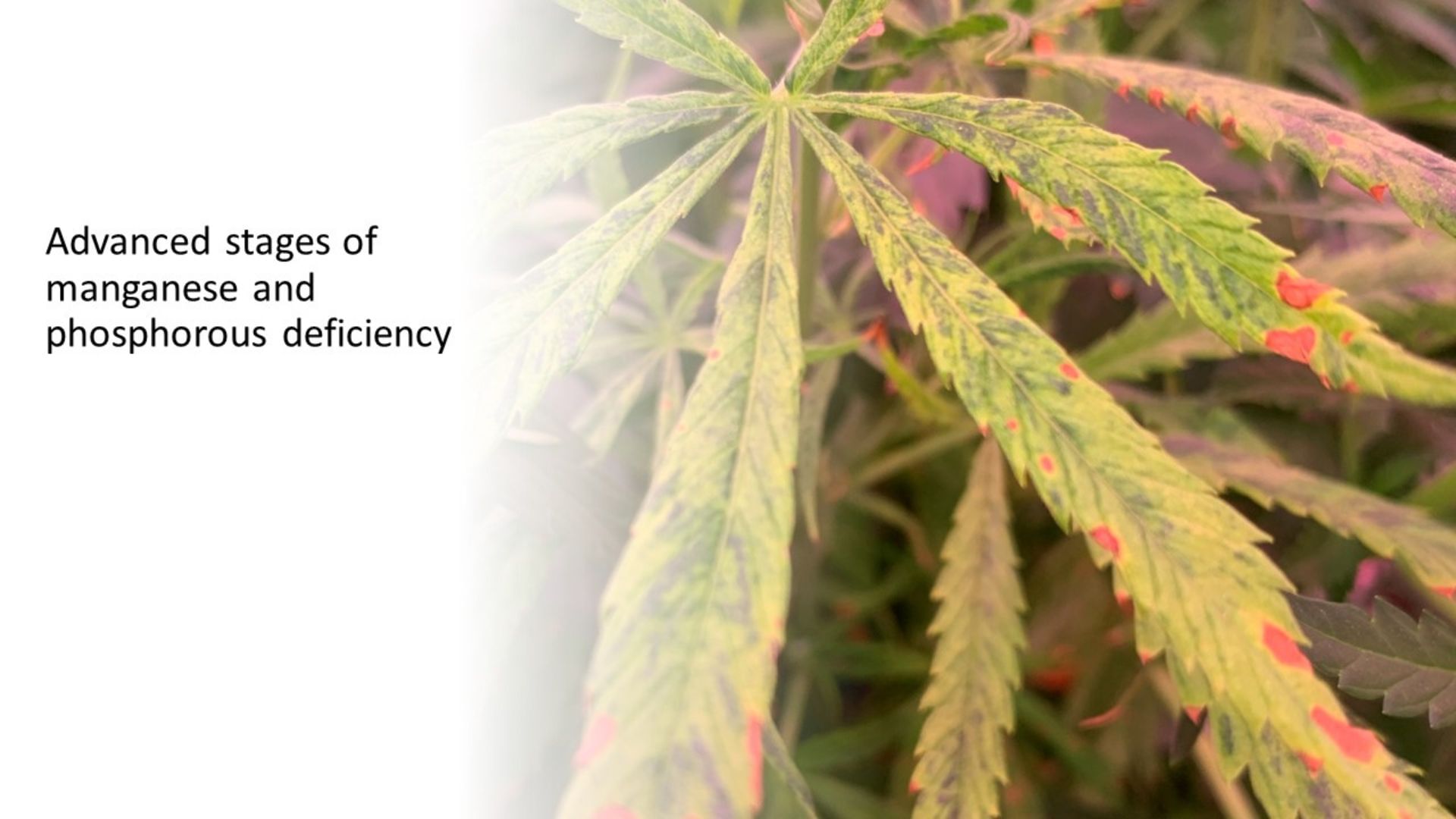 phosphorus and manganese defiency symptoms on cannabis leaf