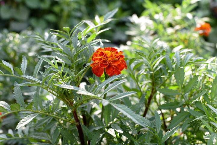 marigold companion plants