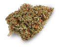 autoflowering-feminised-cannabis-seeds