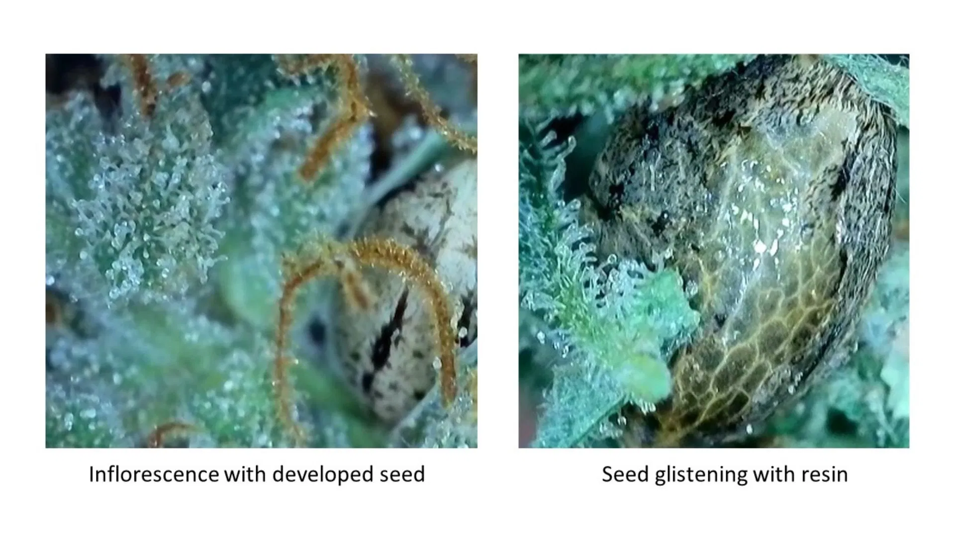 close up image of cannabis bud