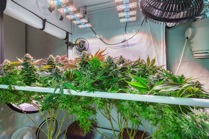 medium_grow_tent.jpeg