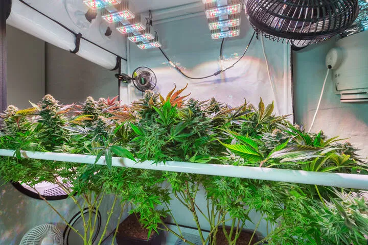 medium_grow_tent.jpeg