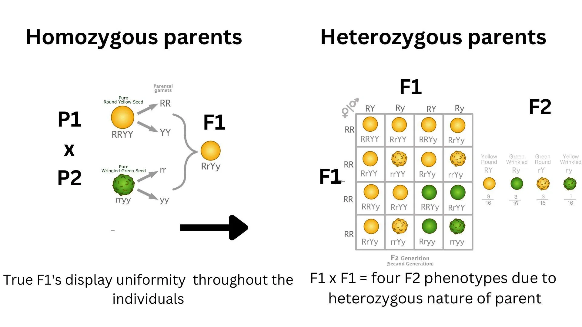 Diagram explaining homozygous and heterozygous