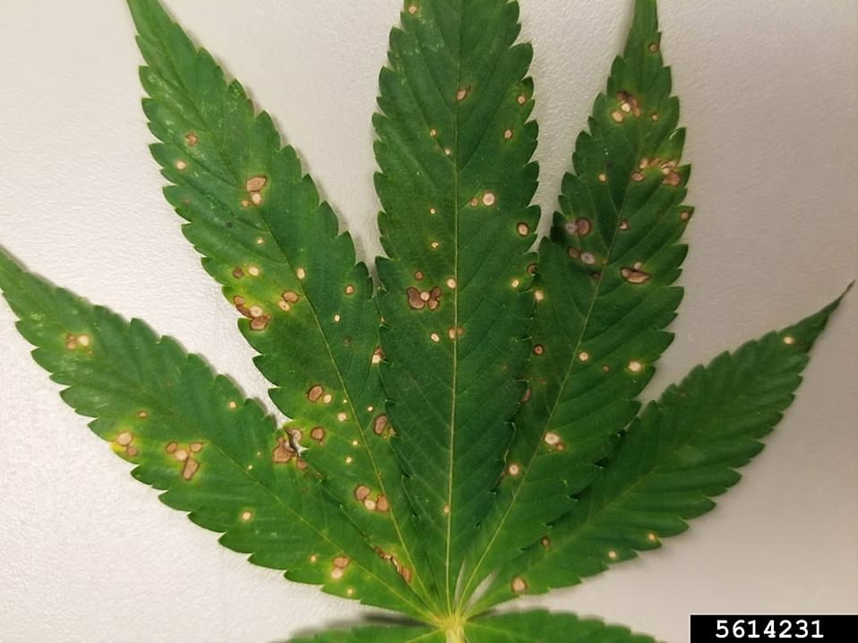 What Leaf Spot looks like on cannabis leaves