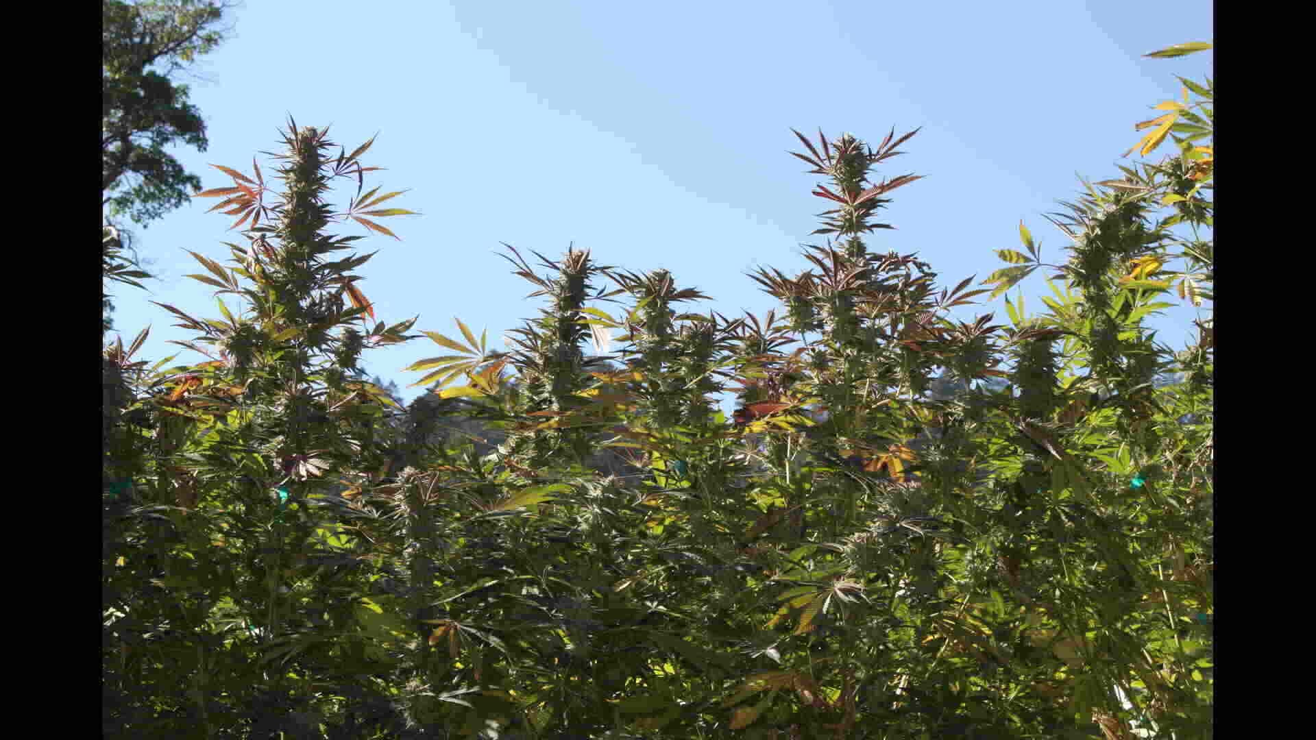 Phenotype refers to the plant's physical characteristics