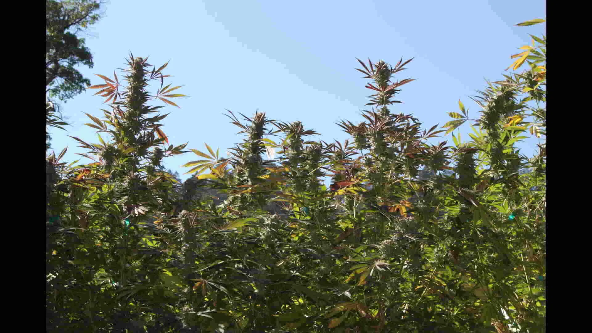 Phenotype refers to the plant's physical characteristics