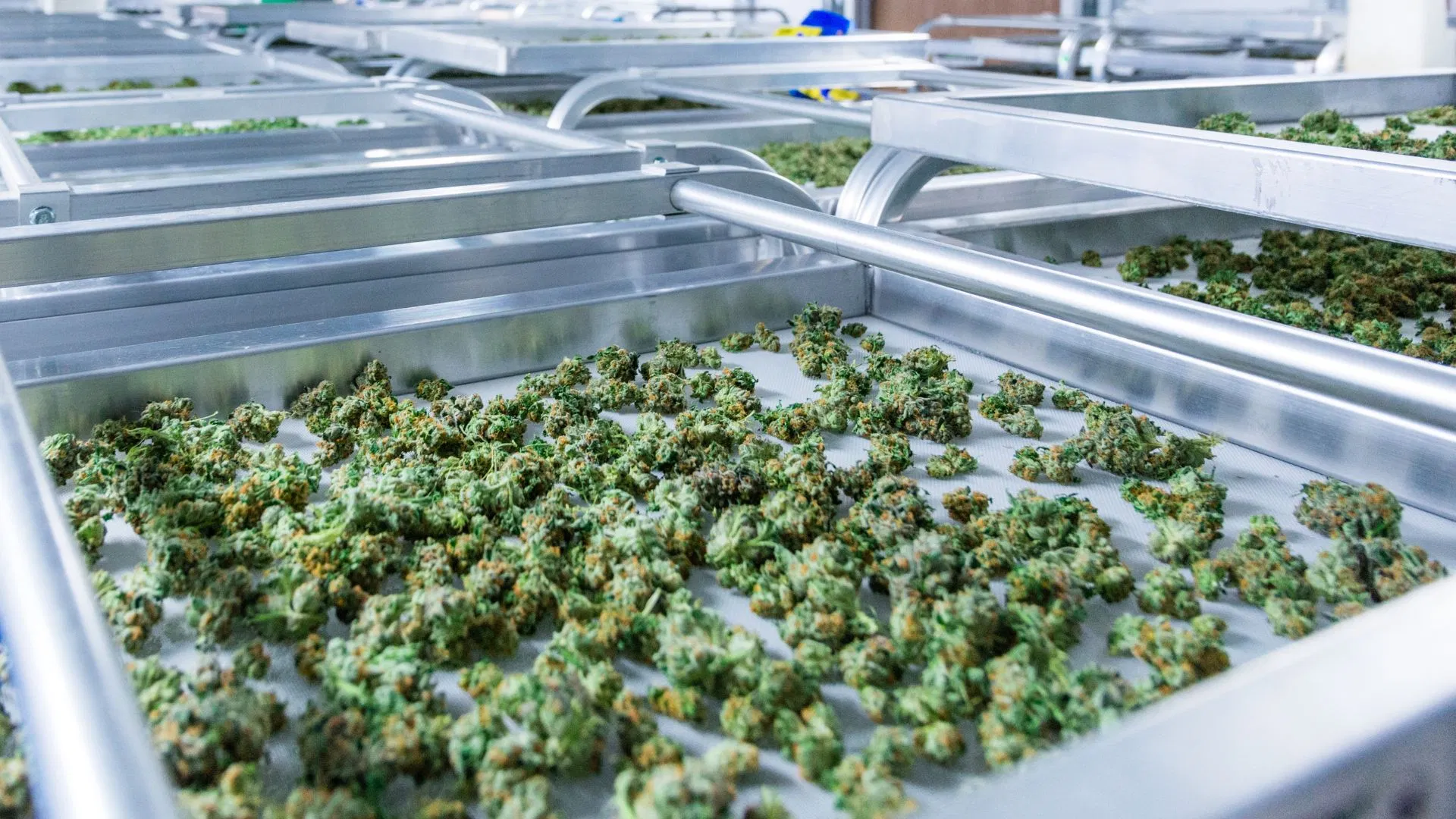 Le cannabis médical britannique peut faire l'objet d'un suivi de qualité