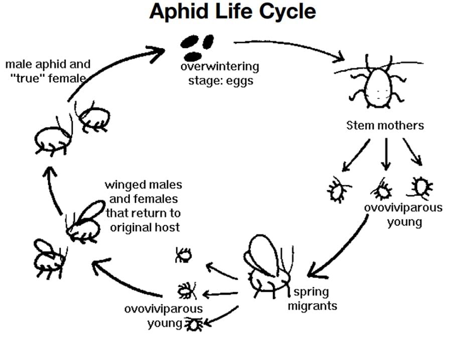 aphid life cycle diagram