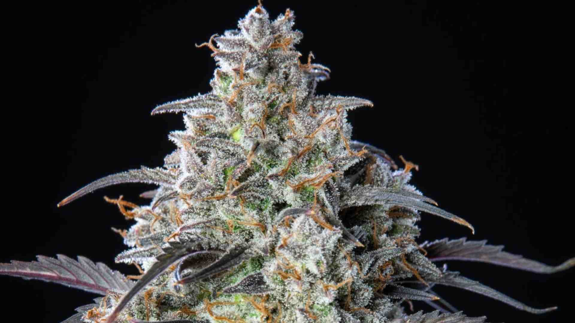 Fastbuds Mimosa Cake Auto