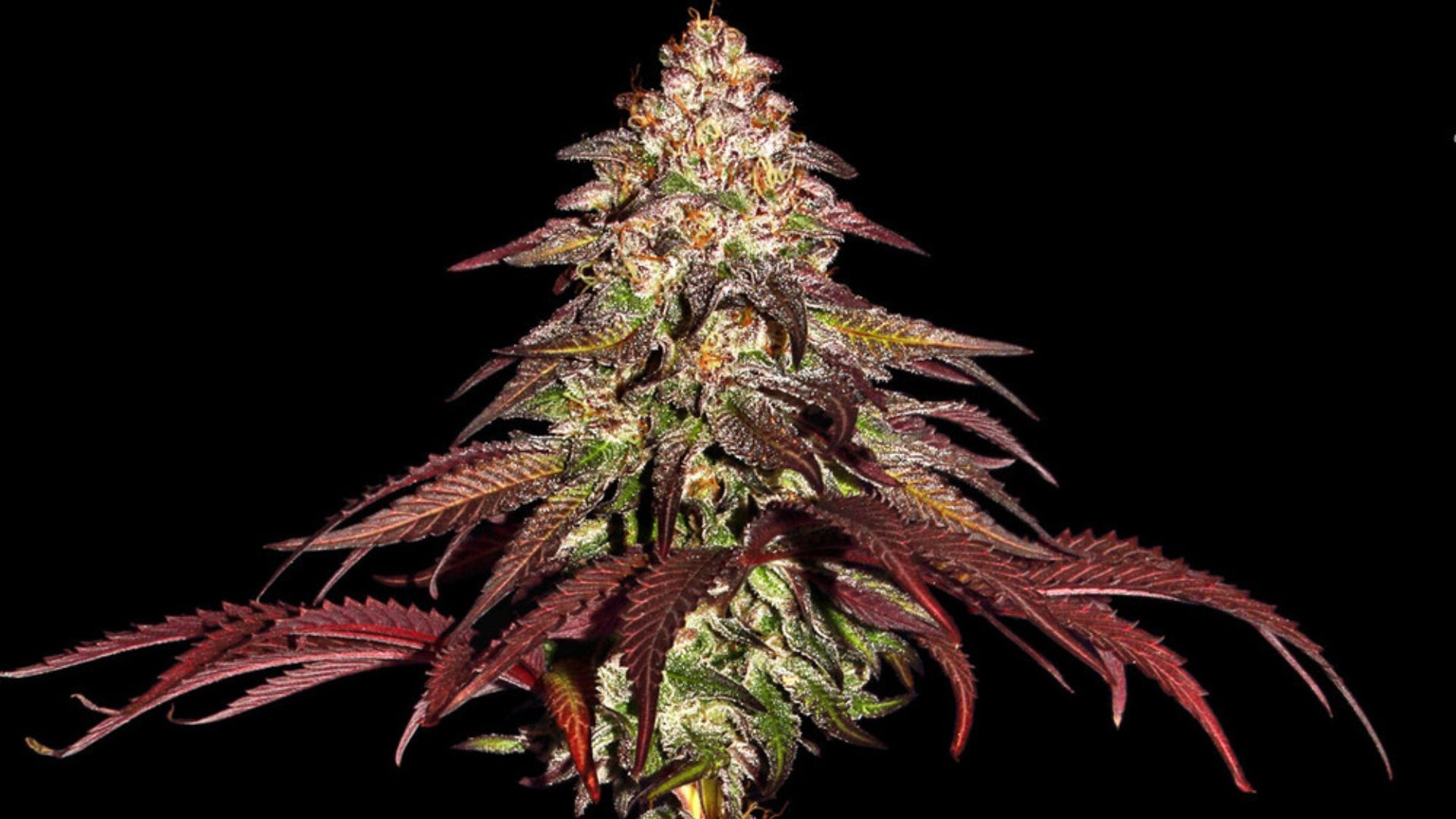 Mimosa x Orange Punch Auto by Barney's Farm