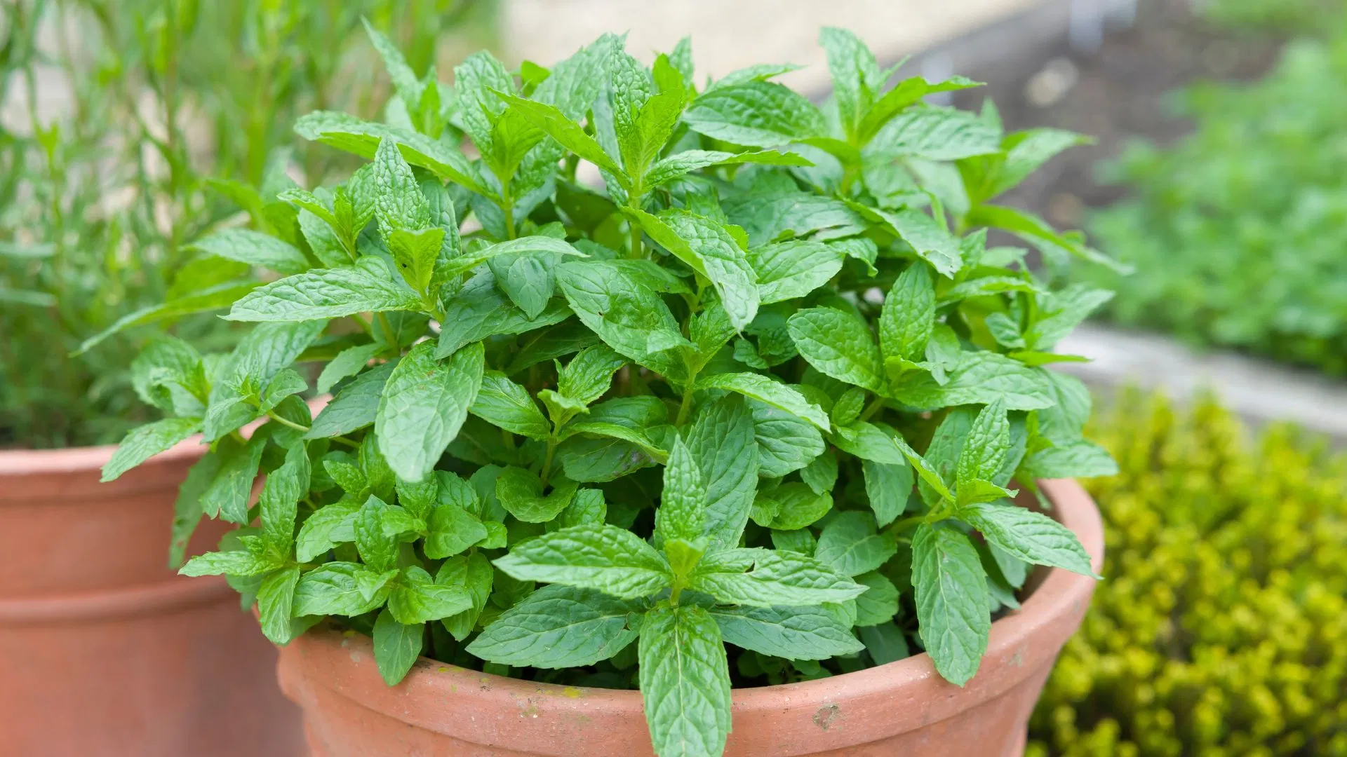 Companion planting with mint helps conceal odours
