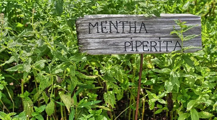Mint plant