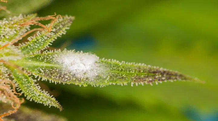closeup of mold