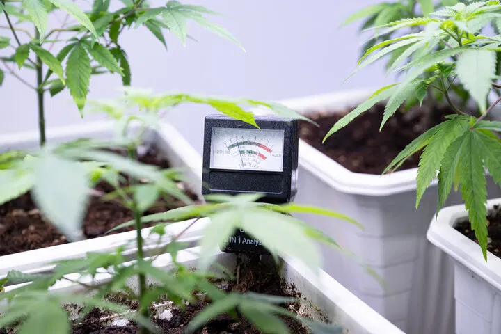 monitor pH levels for successful flowering