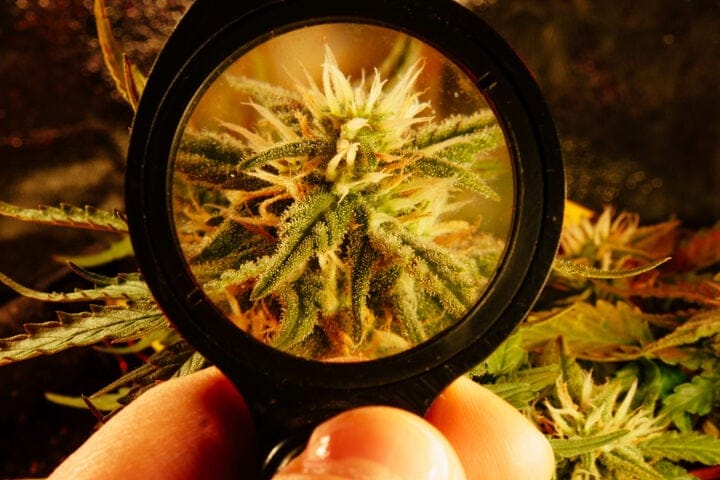 trichomes can indicate readiness