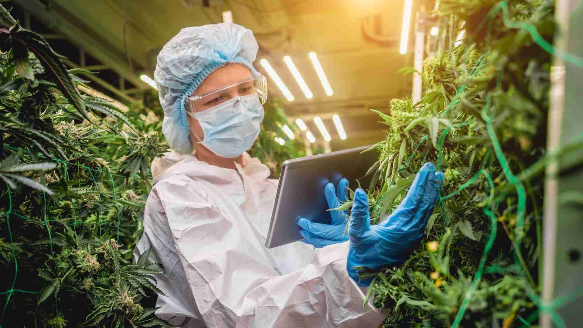 monitoring variables is essential in optimizing yield