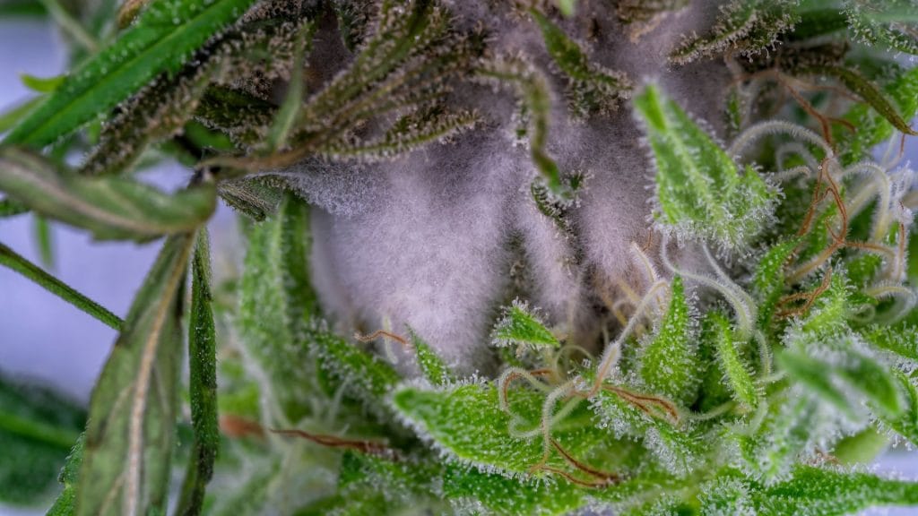 Close Up Image of Mouldy Cannabis