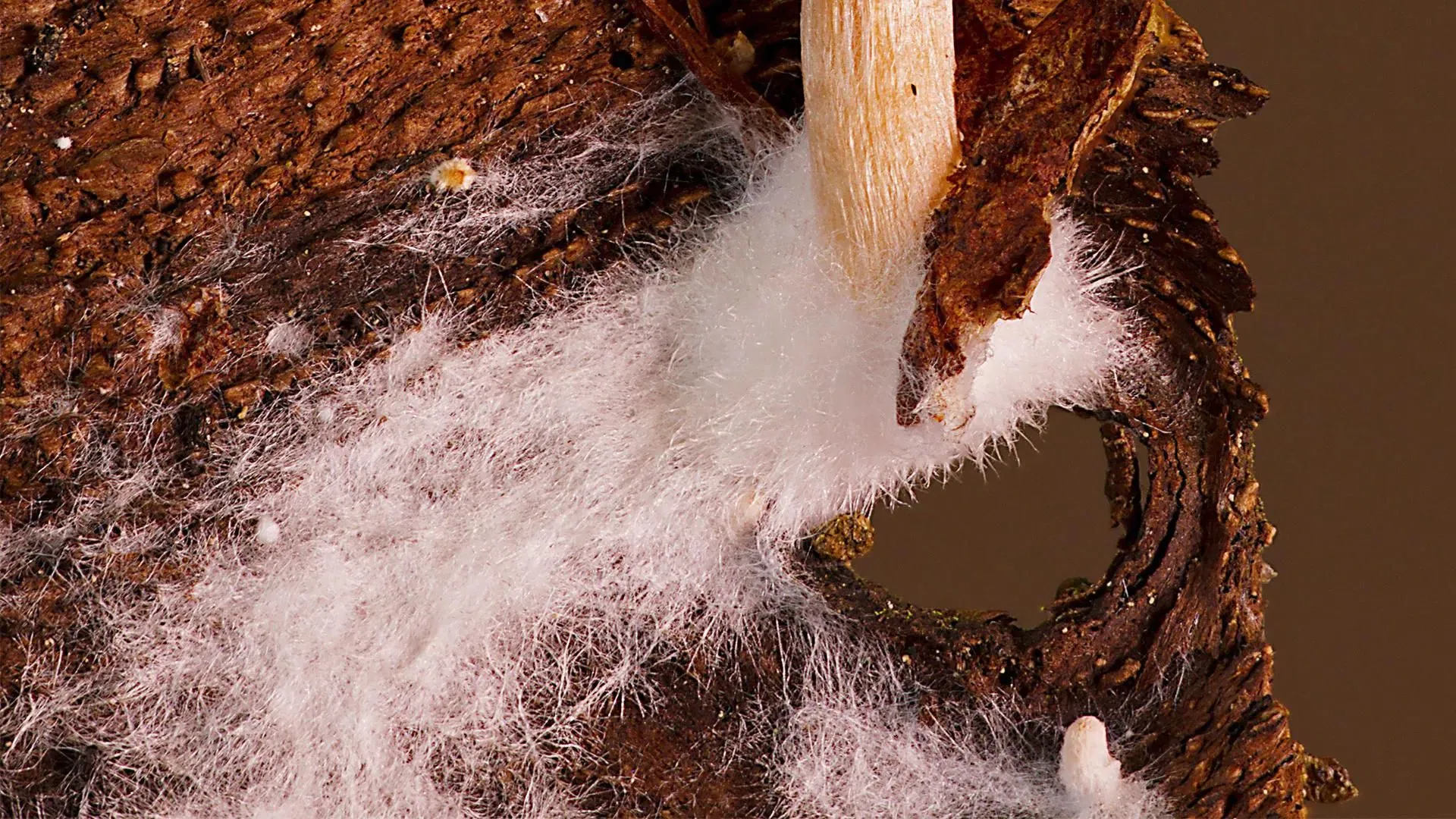 Mycellium is important for nourishing soil