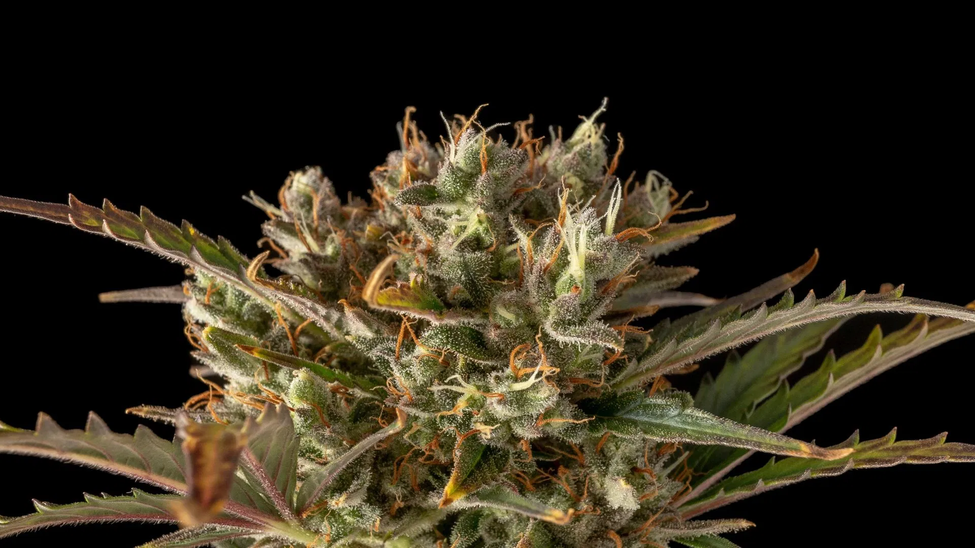 Seedsman NL Auto