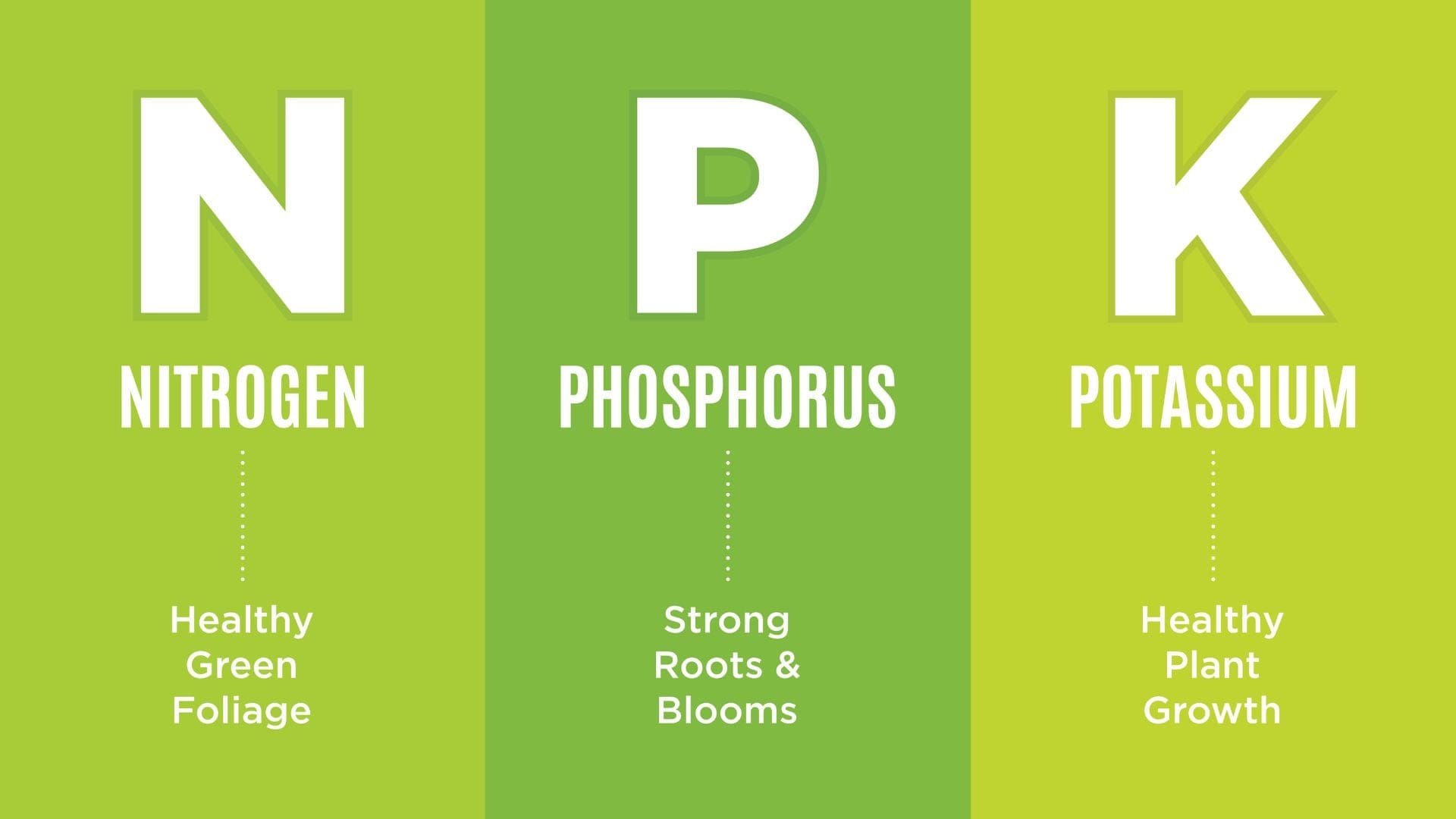 NPK: The essential nutrients your plants need